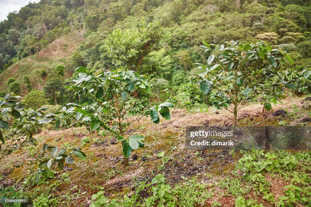 Coffee plantation theme