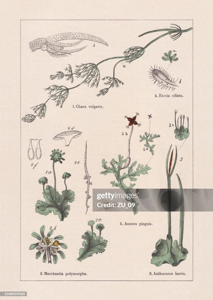 Mosses, chromolithograph, published in 1895