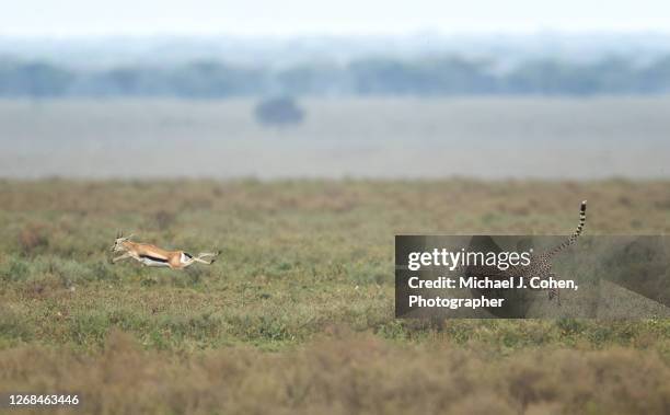 thomspn's gazelle leaping in its escape from a cheetah - cheetah hunt stock pictures, royalty-free photos & images