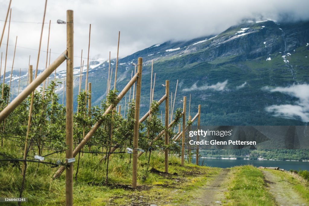 Apple trees in Hardanger, Norway.
