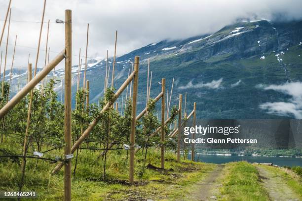 apple trees in hardanger, norway. - farm norway stock pictures, royalty-free photos & images