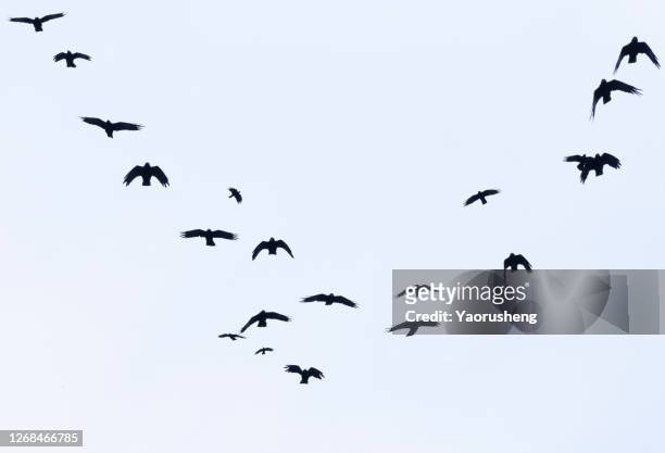 large group of seagull  flying in the sky - birds flying foto e immagini stock