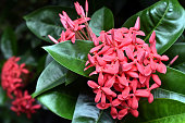 Red ixora flowers with blurry plant leaves and dark background