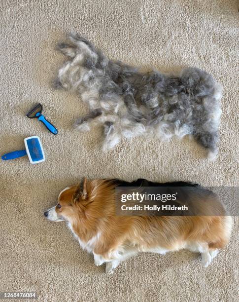 corgi laying next to pile of hair he shed - vervellen stockfoto's en -beelden