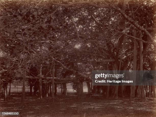 Interior View of Banyan Tree, Calcutta, 1860s-70s. Artist Unknown.