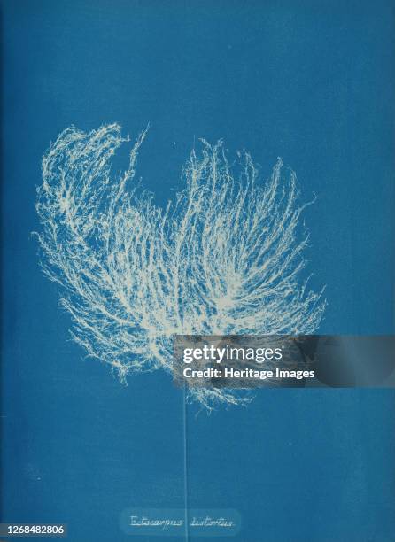 Ectocarpus distantus, circa 1853. Artist Anna Atkins.