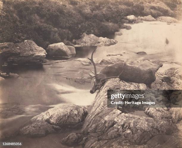 Dead Stag, circa 1857. Artist Horatio Ross.
