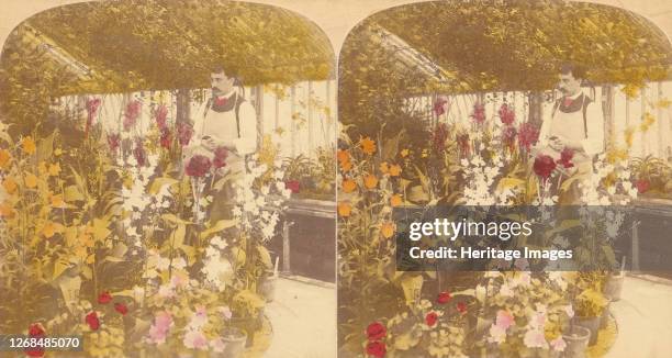 Pair of Stereograph Views of the Royal Botanic Gardens, Kew Gardens, London, England, 1850s-1910s. Artist J F Jarvis.