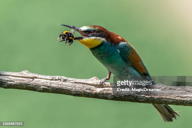 1,962 European Bee Eater Photos and Premium High Res Pictures - Getty Images