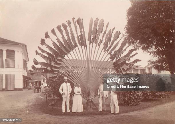 Traveller's Palm or Fan Palm, Singapore, 1860s-70s. Artist Unknown.