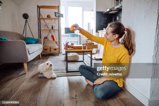 女孩在家裡玩寵物馬爾他狗。 - hardwood 個照片及圖片檔