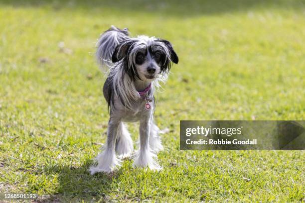 chinese crested dog having fun at the dog park - chinese crested dog stock pictures, royalty-free photos & images