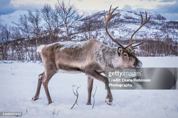 reindeer in the snow in the morning at skulsfjord near tromso, norway - reindeer horns stock pictures, royalty-free photos & images