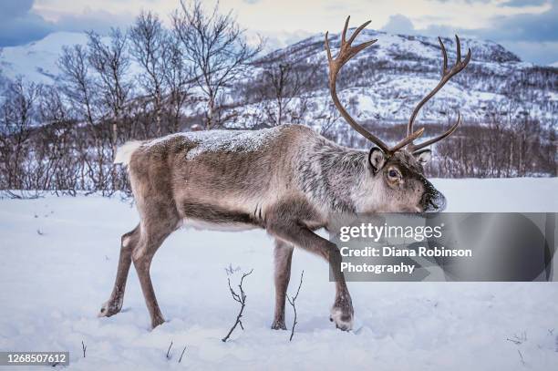 reindeer in the snow in the morning at skulsfjord near tromso, norway - ren bildbanksfoton och bilder