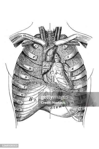 topography of the thoracic viscera - thymus stock illustrations