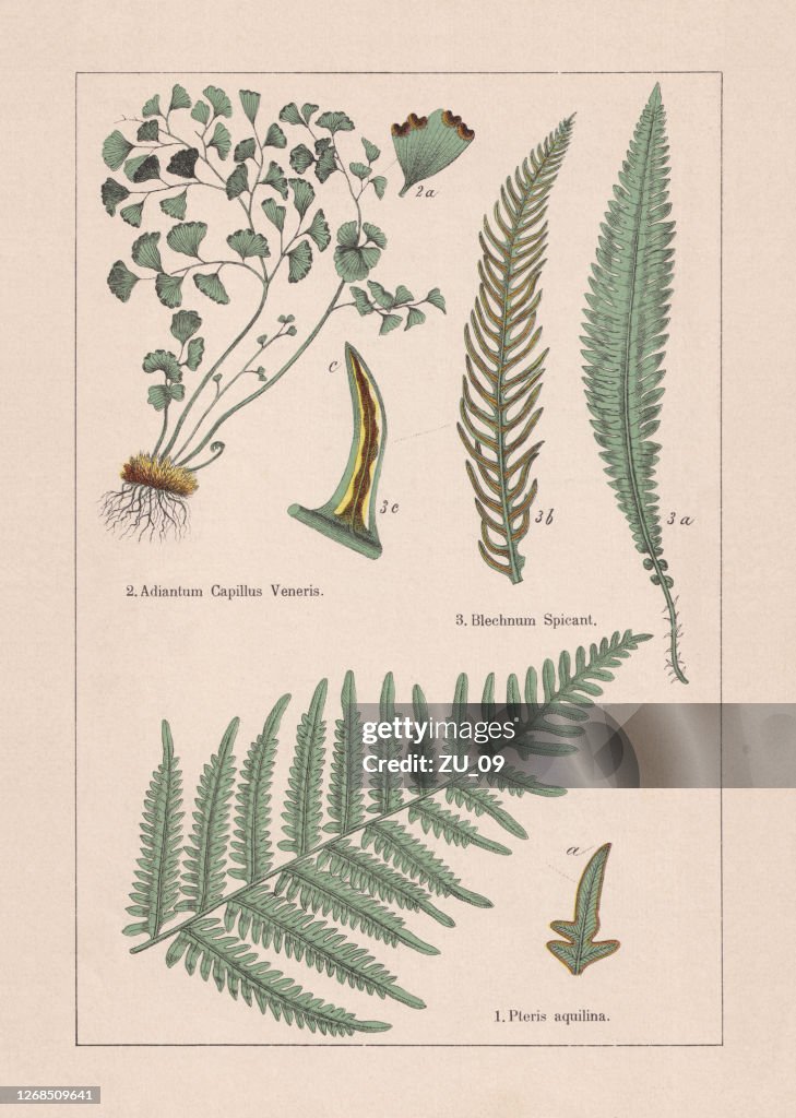 Ferns, chromolithograph, published in 1895