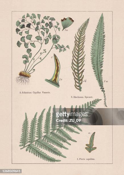 ferns, chromolithograph, published in 1895 - fern stock illustrations
