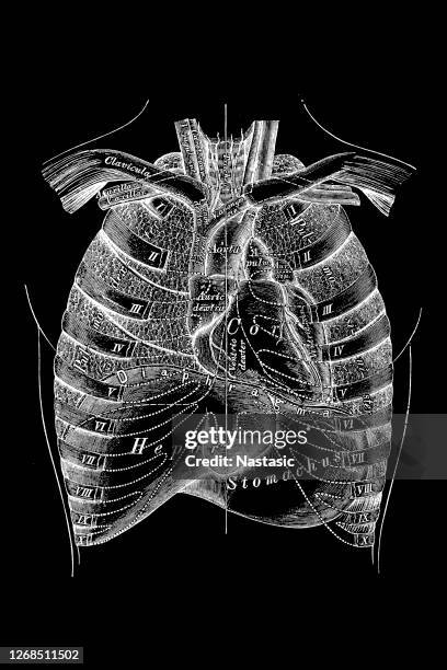 bildbanksillustrationer, clip art samt tecknat material och ikoner med thorax bröstkorgens topografi - rib cage