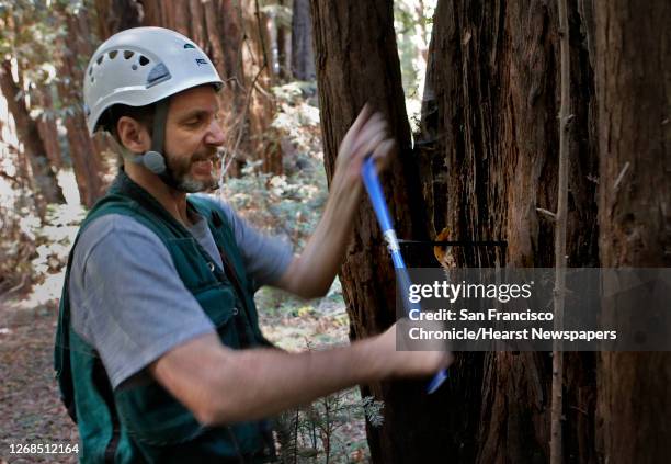 Henry Cowell Redwoods State Park Photos and Premium High Res Pictures ...