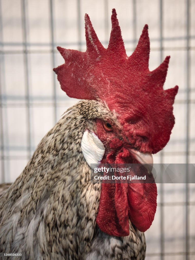 Portrait of an angry looking rooster in a cage
