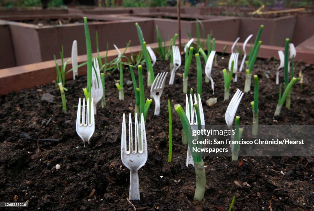 Plastic forks keep intruders away at the Alice Street Community Garden in downtown San Francisco, Ca. on Tuesday Feb. 7, 2017. Another community garden is set to be added to the list of nearly fifty, as the city prepares to open Geneva Community Garden.