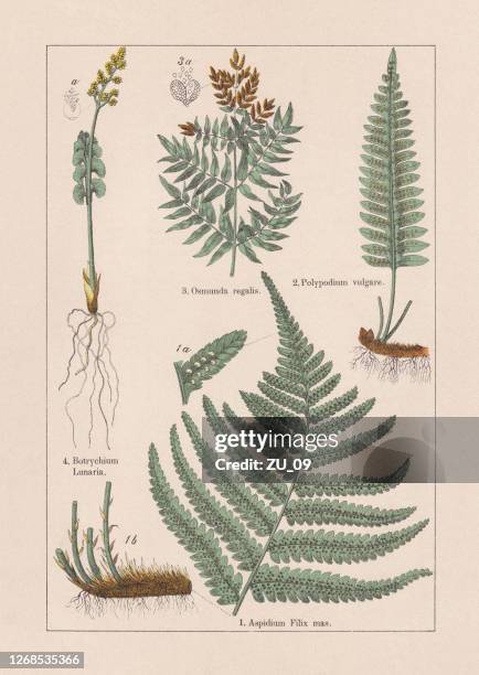 farne, chromolithograph, erschienen 1895 - farn stock-grafiken, -clipart, -cartoons und -symbole