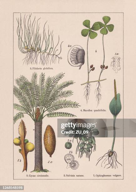 ferns, chromolithograph, published in 1895 - chromolithograph stock illustrations
