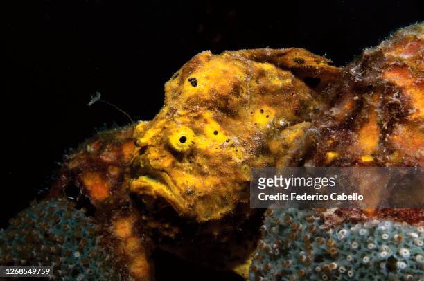yellow sponge fish. bonaire reef - yellow frogfish stock pictures, royalty-free photos & images