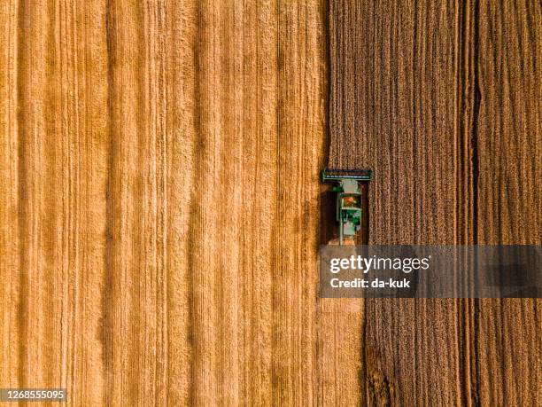 harvesting season. aerial shot directly above - corn crop field stock pictures, royalty-free photos & images