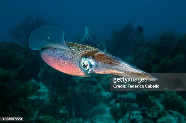 beautiful squid. bonaire reef - イカ ストックフォトと画像