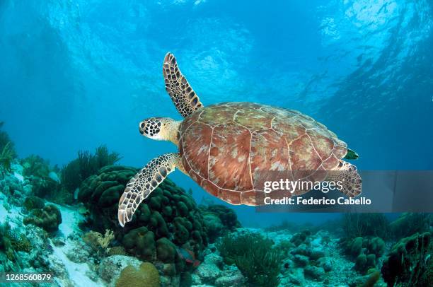 turtle swimming with open arms. bonaire reef - bonaire stock pictures, royalty-free photos & images