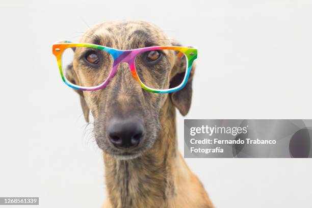 dog with rainbow flag glasses - miope and humor fotografías e imágenes de stock