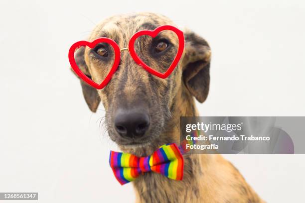 dog with glasses of red heart and colored bow tie - miope and humor fotografías e imágenes de stock