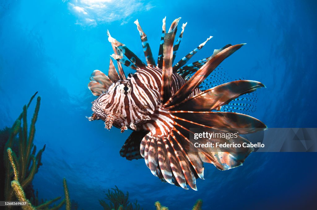Lionfish. Bonaire Reef