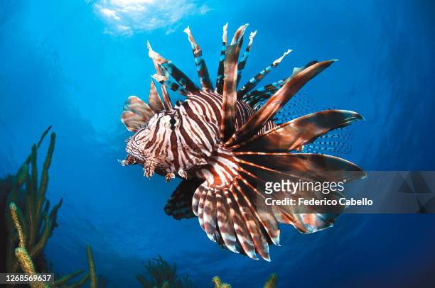 lionfish. bonaire reef - lionfish stock pictures, royalty-free photos & images