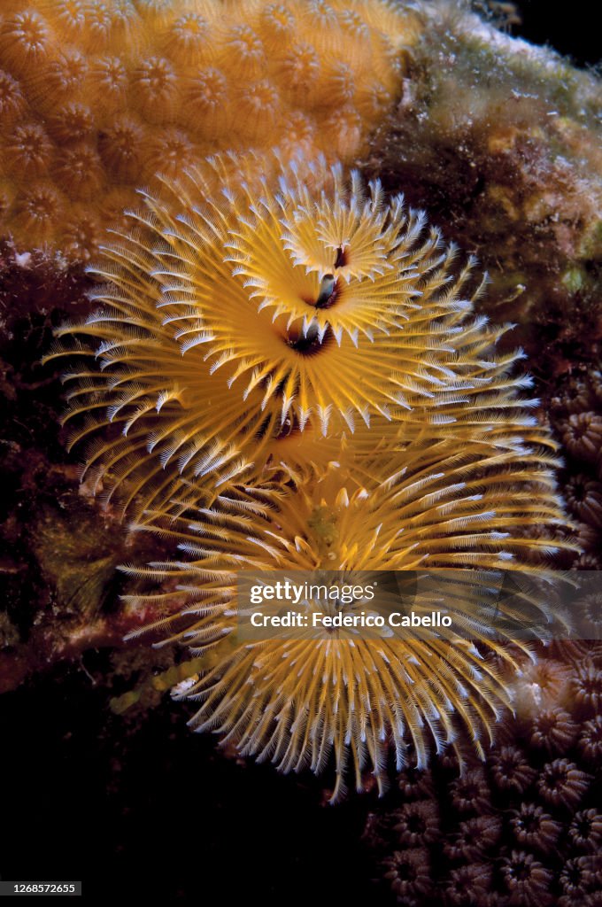 Christmas tree worm. Bonaire Reef