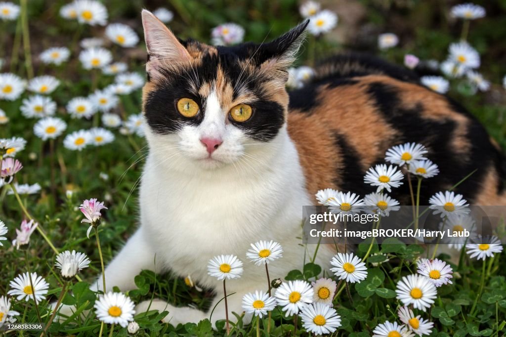 (Felis catus), tricolor, tortoiseshell cat, located in Common daisy (Bellis perennis), Baden-Wuerttemberg, Germany