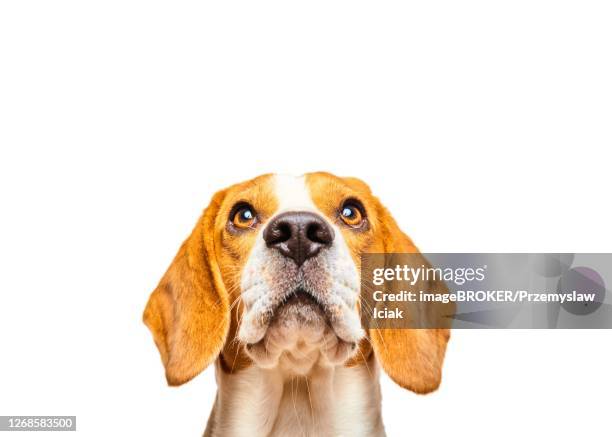 beagle with pleading look, animal portrait, studio shot, white background, austria - begging animal behavior stock-fotos und bilder