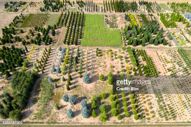 fattoria degli alberi, vista aerea - tree farm foto e immagini stock