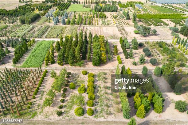 aerial view of tree farm - tree farm imagens e fotografias de stock