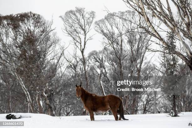 Member of of a small herd of Brumbies affectionally named ‘the welcoming committee’ by local horse watchers, rests in a patch of Snow Gums in the...