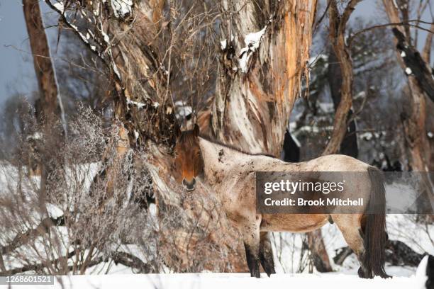 Member of of a small herd of Brumbies affectionally named ‘the welcoming committee’ by local horse watchers, rests in a patch of Snow Gums in the...
