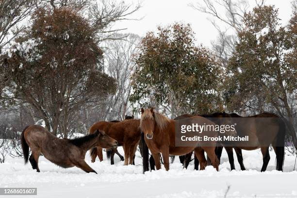 Small herd of Brumbies affectionally named ‘the welcoming committee’ by local horse watchers rest in a patch of Snow Gums in the Long Plains area of...