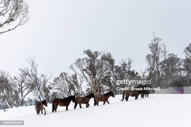 Small herd of Brumbies affectionally named ‘the welcoming committee’ by local horse watchers, move through a patch of Snow Gums in the Long Plains...