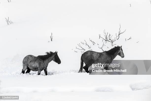 Brumbies forage for food in deep snow in the Kiandra Plains region of the Kosciuszko National Park on August 23, 2020 in Kosciuszko National Park,...