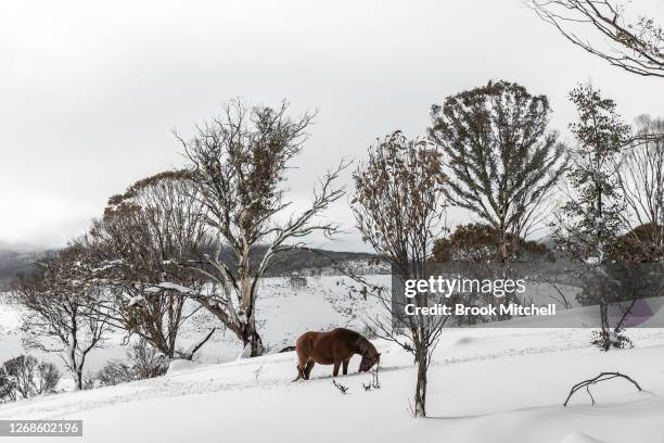 Member of of a small herd of Brumbies affectionally named ‘the welcoming committee’ by local horse watchers, moves through deep snow in the Long...