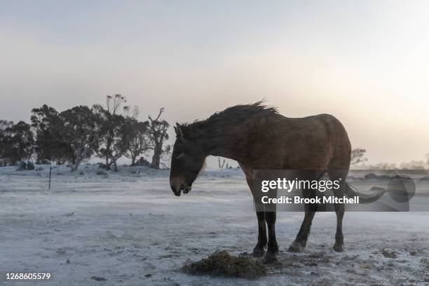 Formerly wild Brumby named Captain, who was captured on the 28th October 2019 from the Blue Waterholes area of the Kosciuszko National Park, strains...