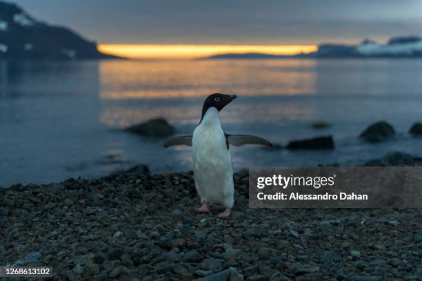 Adélia penguin posing for the photo during sunset outside the Comandante Ferraz Station on January 10, 2020 in King George Island, Antarctica.