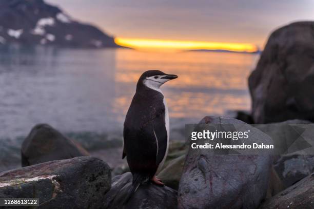Chinstrap penguin posing for the photo on the rocks during sunset outside the Comandante Ferraz Station on January 10, 2020 in King George Island,...