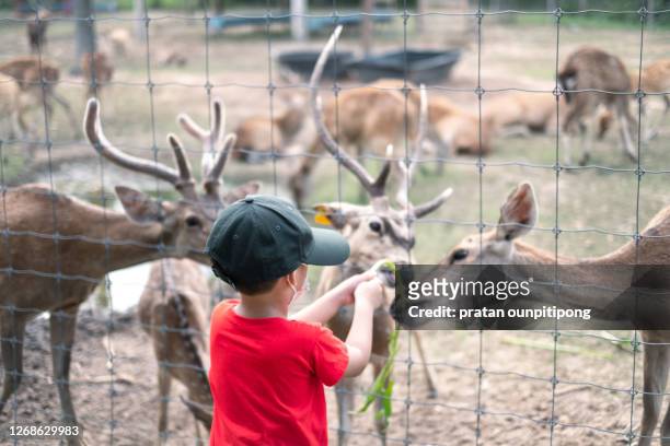 animal feeding in outdoor farm - zoo stock-fotos und bilder